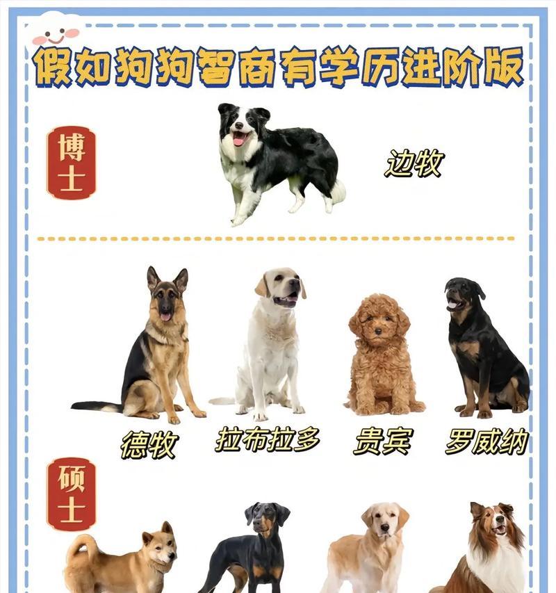 十大最漂亮的狗狗,让你爱不释手(宠物狗狗中最迷人的10个品种) 十大最漂亮的狗狗,让你爱不释手(宠物狗狗中最迷人的10个品种)