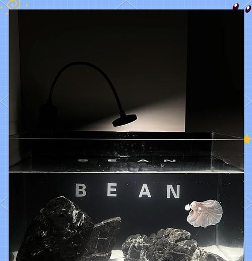 黑色鱼缸底有什么特别之处？