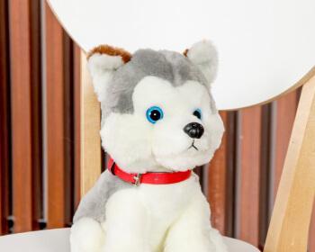 全国十大权威犬舍柴犬犬舍排名(从这些犬舍选柴犬) 全国十大权威犬舍柴犬犬舍排名(从这些犬舍选柴犬)