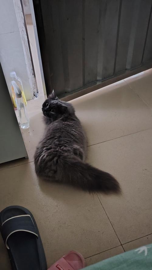 母猫不停对小猫叫，是出于什么原因（探究母猫对小猫叫的意义和影响）