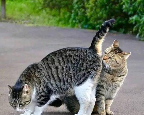 母猫不停对小猫叫,是出于什么原因(探究母猫对小猫叫的意义和影响) 母猫不停对小猫叫,是出于什么原因(探究母猫对小猫叫的意义和影响)
