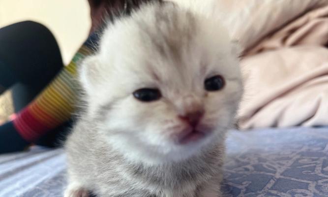 小猫十几天变得特别瘦，原因竟是……（一个宠物主人的心路历程）