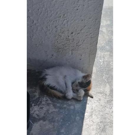 小猫十几天变得特别瘦，原因竟是……（一个宠物主人的心路历程）