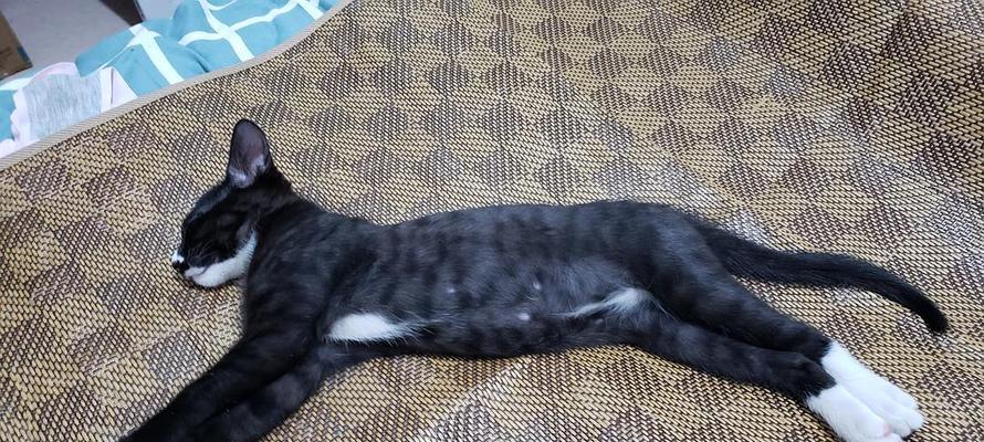 小猫十几天变得特别瘦，原因竟是……（一个宠物主人的心路历程）