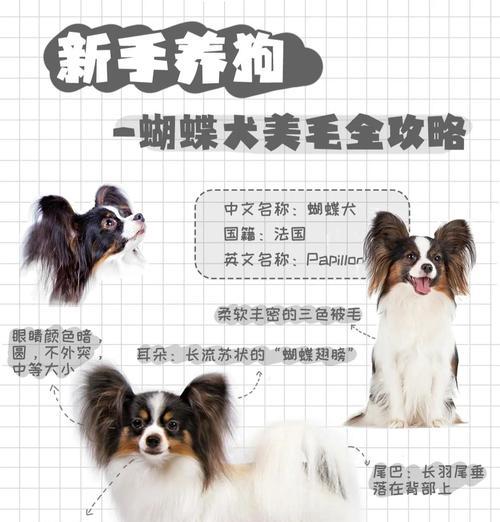 蝴蝶犬幼犬修毛费用？如何选择美容师？
