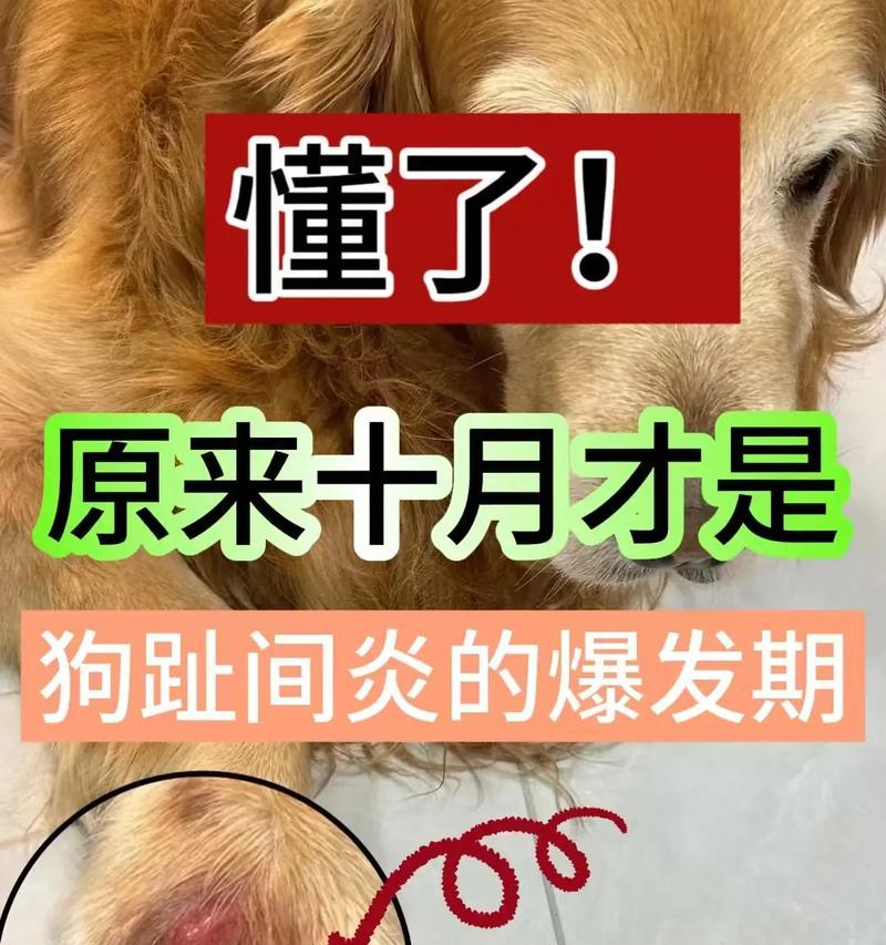 小狗趾间炎的治疗方法(宠物犬狗需要关注趾间炎) 小狗趾间炎的治疗方法(宠物犬狗需要关注趾间炎)