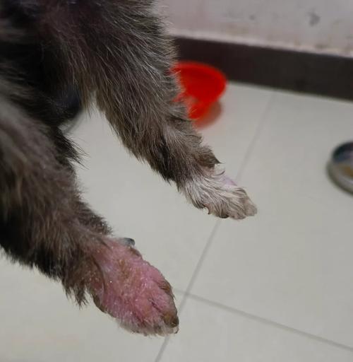 小狗趾间炎的治疗方法(宠物犬狗需要关注趾间炎) 小狗趾间炎的治疗方法(宠物犬狗需要关注趾间炎)