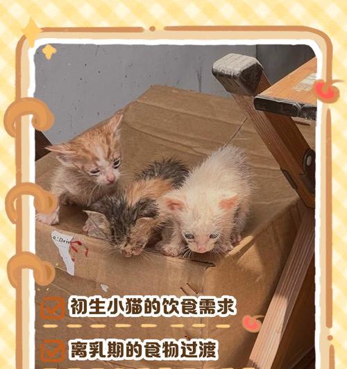 怀孕猫咪应该吃什么(了解猫咪怀孕期的饮食需求) 怀孕猫咪应该吃什么(了解猫咪怀孕期的饮食需求)