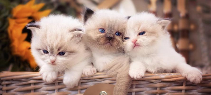 怀孕猫咪应该吃什么(了解猫咪怀孕期的饮食需求) 怀孕猫咪应该吃什么(了解猫咪怀孕期的饮食需求)