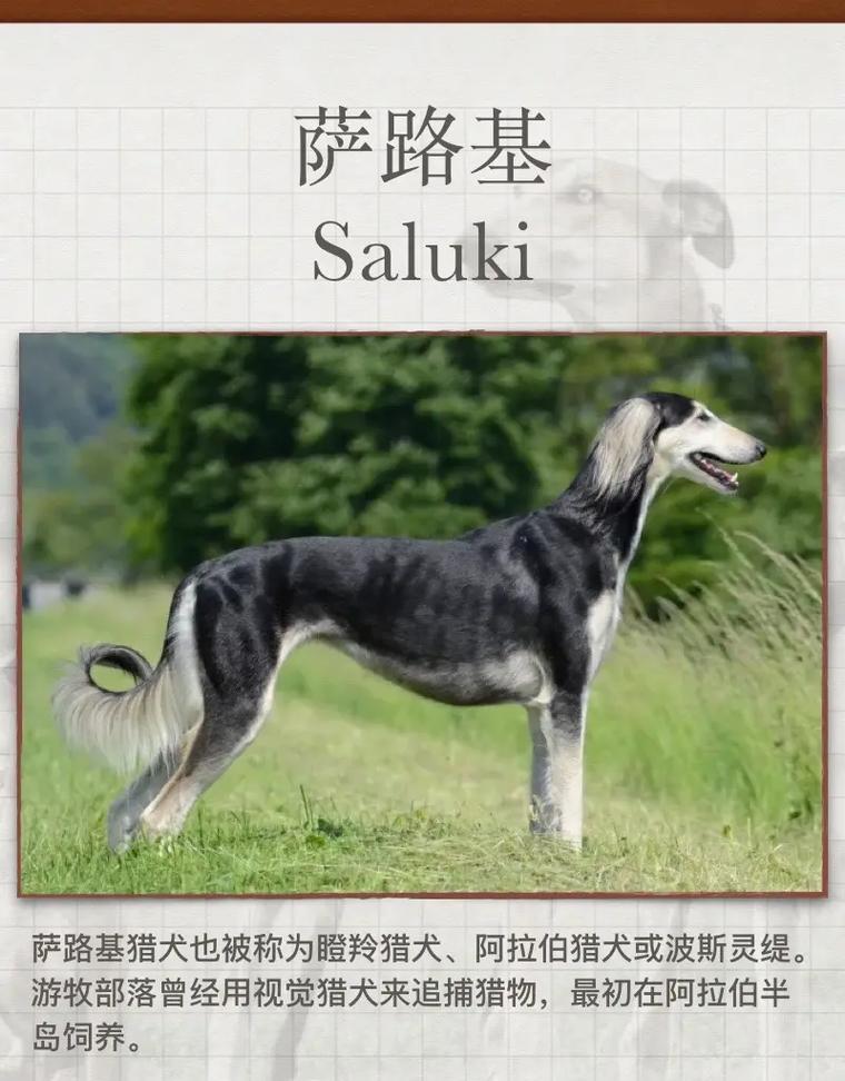探秘世界最大的猎犬——大丹犬（了解大丹犬的历史）