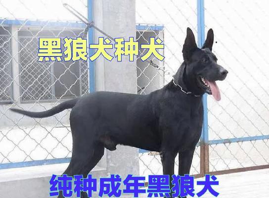 黑狼犬幼犬2个月售价多少？购买时的注意事项？