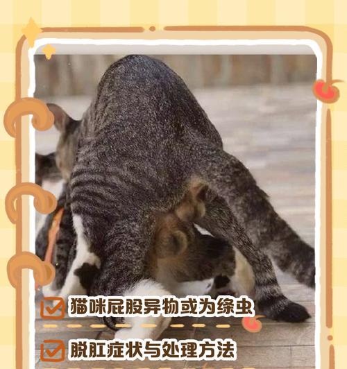 绝育公猫拍屁股并发出喵喵声是何原因？