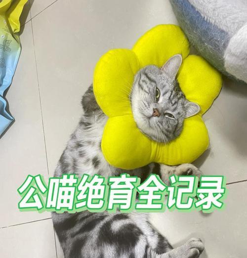 绝育公猫拍屁股并发出喵喵声是何原因? 绝育公猫拍屁股并发出喵喵声是何原因?