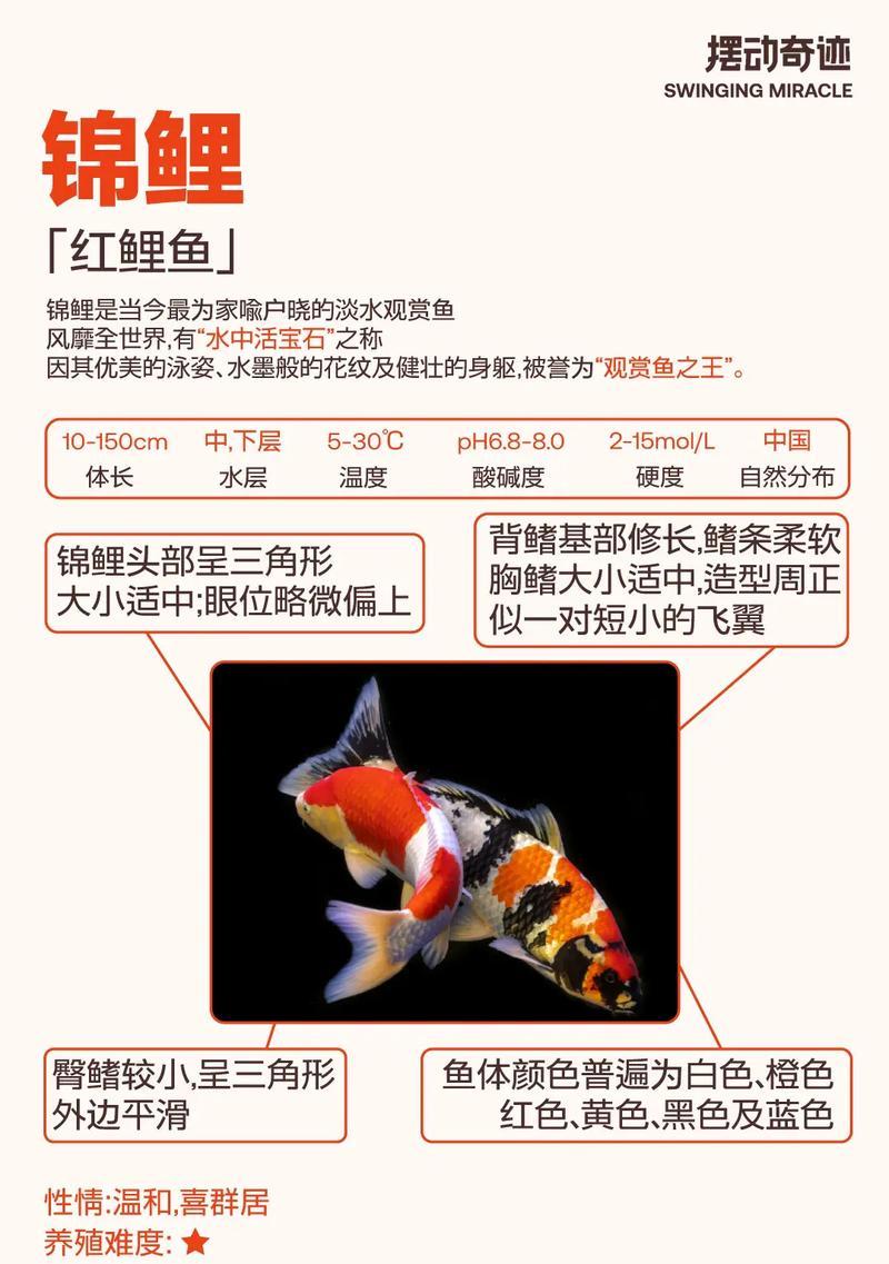 锦鲤为何不适宜家庭饲养?有哪些潜在问题? 锦鲤为何不适宜家庭饲养?有哪些潜在问题?