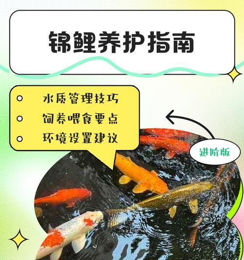 锦鲤为何不适宜家庭饲养?有哪些潜在问题? 锦鲤为何不适宜家庭饲养?有哪些潜在问题?