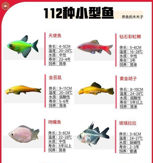 哪里可以买到便宜的观赏鱼？滩头有哪些推荐的地点？