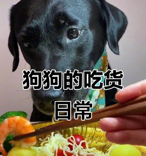 斗牛犬的饮食要点（宠物爱犬的健康保障）