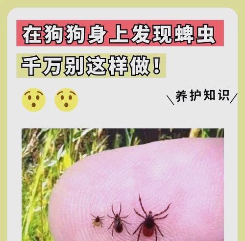 狗狗身上虱子的去除方法和预防措施有哪些？