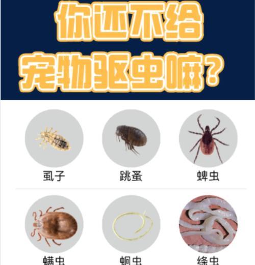 狗狗身上虱子的去除方法和预防措施有哪些? 狗狗身上虱子的去除方法和预防措施有哪些?