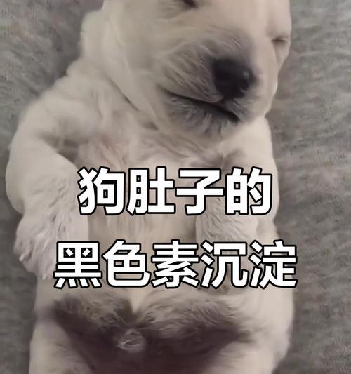 狗狗肚皮发黑是什么问题? 狗狗肚皮发黑是什么问题?