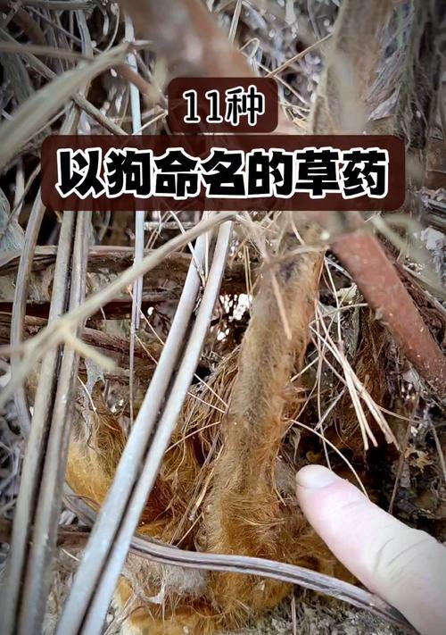 狗狗能否吃草药(宠物用草药的安全性和效果分析) 狗狗能否吃草药(宠物用草药的安全性和效果分析)