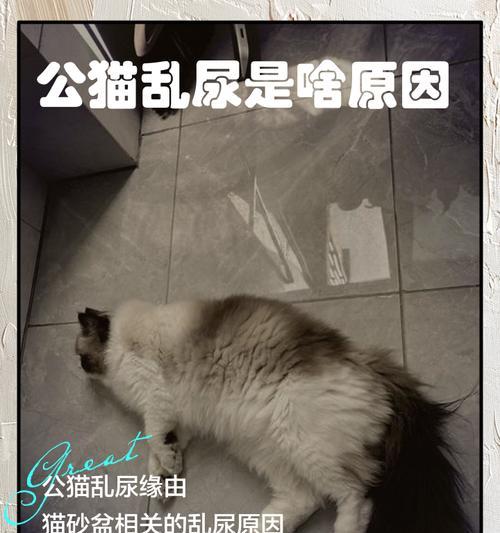 种公猫乱尿是什么原因？如何解决这一问题？