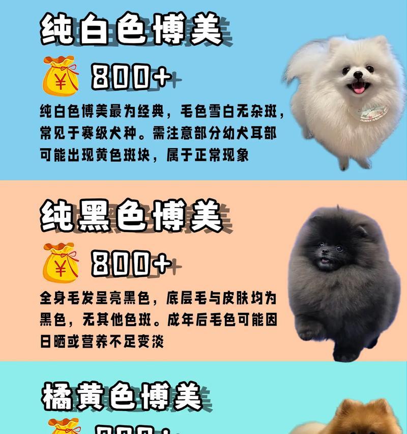 博美混种幼崽的价格是多少？购买时要注意什么？