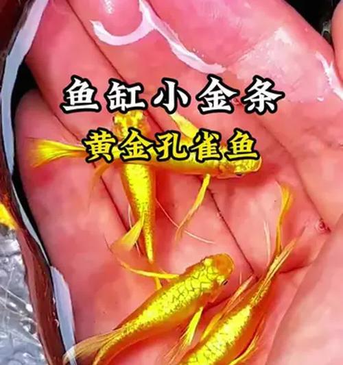 黄金满鳞孔雀鱼幼鱼的正确养殖方法是什么? 黄金满鳞孔雀鱼幼鱼的正确养殖方法是什么?