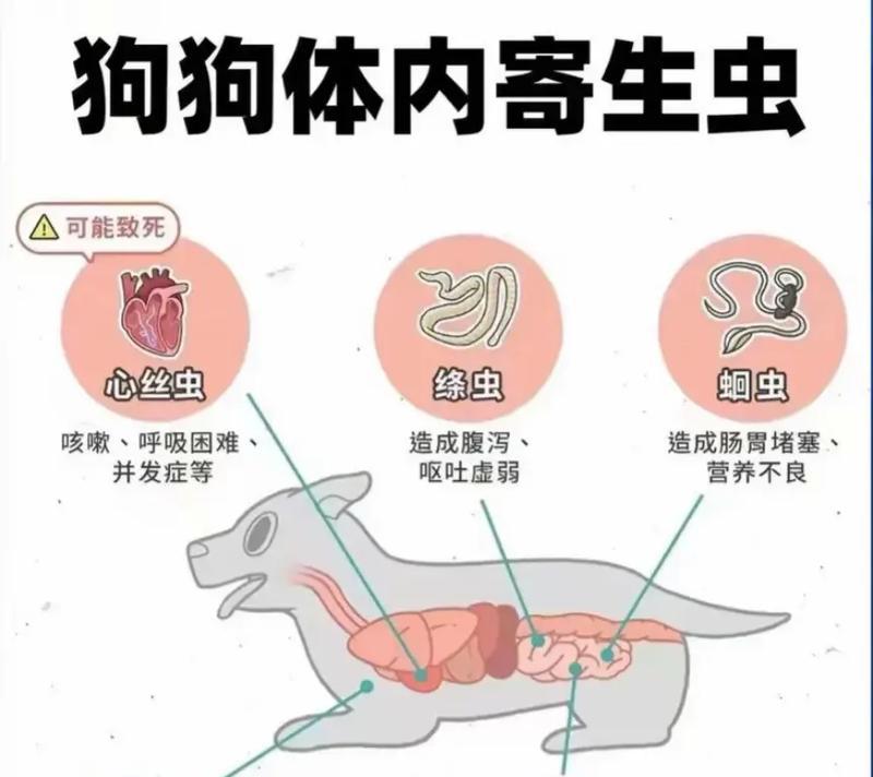 揭秘(宠物养护常识) 揭秘(宠物养护常识)