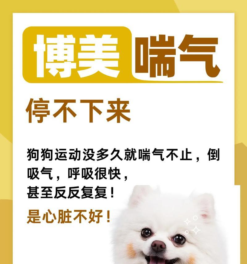 博美犬心跳过快是什么原因？如何缓解？