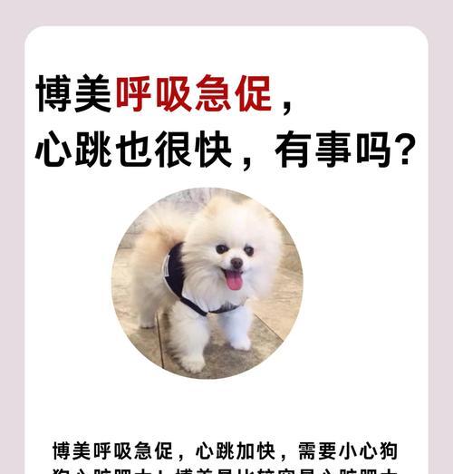 博美犬心跳过快是什么原因？如何缓解？