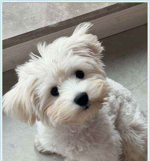 如何选择优质比熊幼犬（一步步教你挑选毛发柔顺）