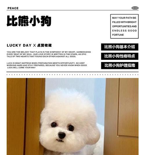 如何选择优质比熊幼犬(一步步教你挑选毛发柔顺) 如何选择优质比熊幼犬(一步步教你挑选毛发柔顺)