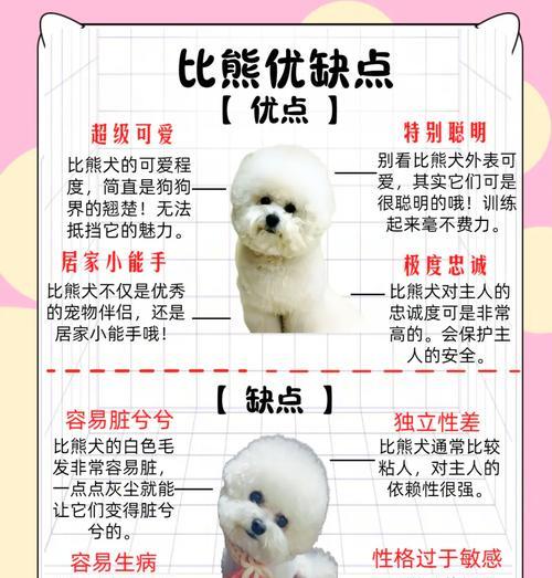 如何选择优质比熊幼犬(一步步教你挑选毛发柔顺) 如何选择优质比熊幼犬(一步步教你挑选毛发柔顺)