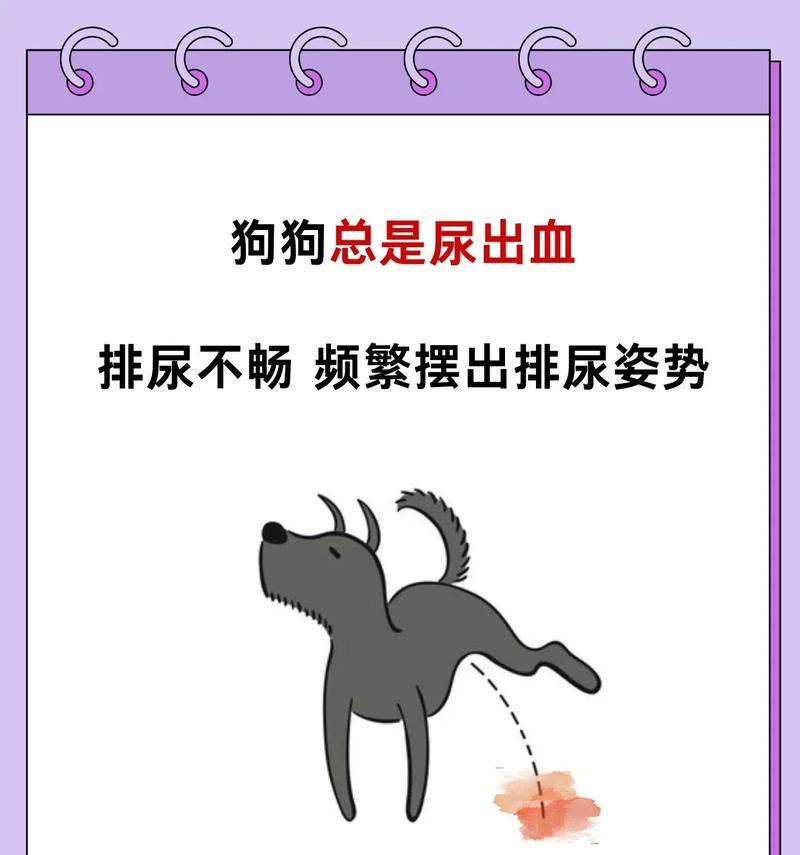 狗狗出现血尿怎么办？可能的原因有哪些？