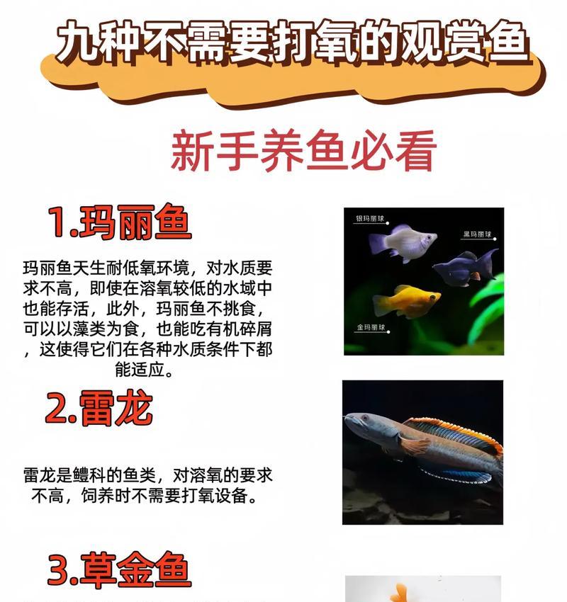哪些观赏鱼不怕冷也不怕人？如何在家中饲养？