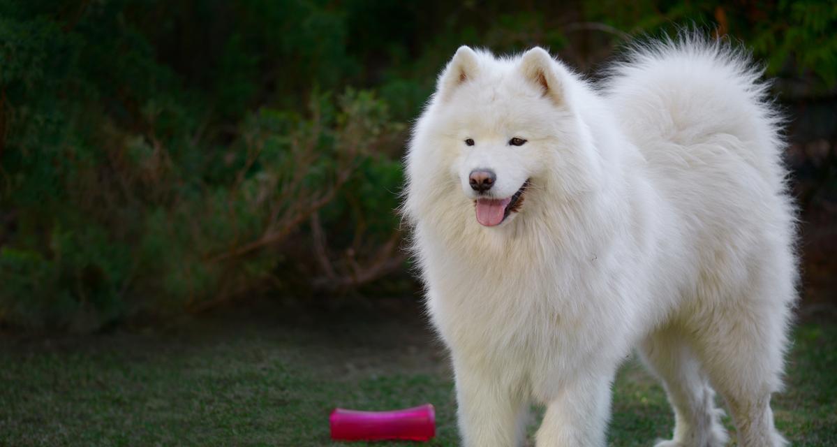 萨摩耶犬——忠诚宠物的最佳选择（了解它的个性与需求）