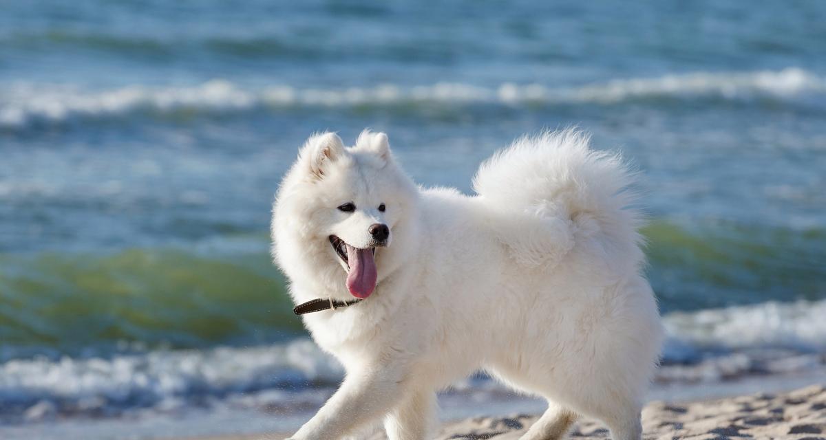 萨摩耶犬——忠诚宠物的最佳选择（了解它的个性与需求）