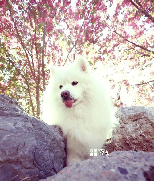 萨摩耶犬——忠诚宠物的最佳选择（了解它的个性与需求）