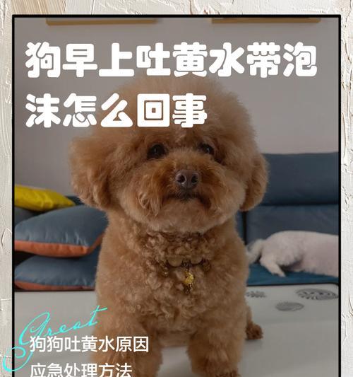 狗狗细小拉水治疗详解(以水为主的宠物细小治疗法) 狗狗细小拉水治疗详解(以水为主的宠物细小治疗法)