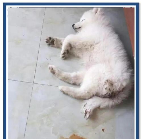 狗狗细小拉水治疗详解(以水为主的宠物细小治疗法) 狗狗细小拉水治疗详解(以水为主的宠物细小治疗法)
