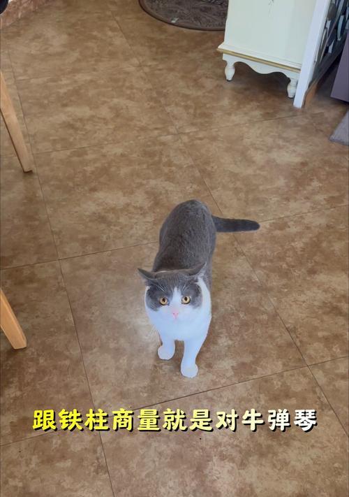 小猫咪的黏人特性（揭秘宠物猫对主人的亲密表现）