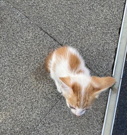 小猫咪的黏人特性（揭秘宠物猫对主人的亲密表现）