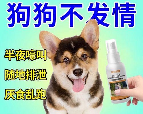 孕妇接触狗狗的注意事项（以宠物为主）