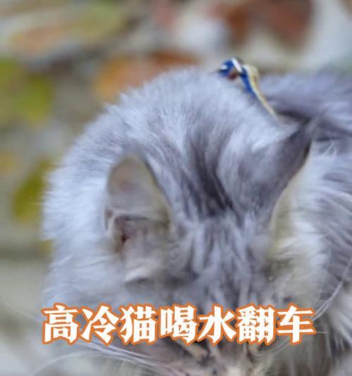猫咪趴着喝水的奇妙之处(探索猫咪趴着喝水的原因及好处) 猫咪趴着喝水的奇妙之处(探索猫咪趴着喝水的原因及好处)
