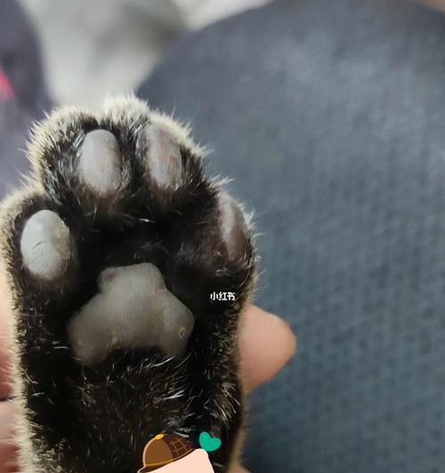 猫咪的爪子(发现最迷人的细节) 猫咪的爪子(发现最迷人的细节)