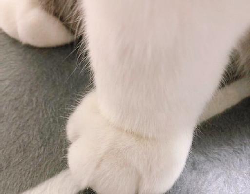 猫咪的爪子(发现最迷人的细节) 猫咪的爪子(发现最迷人的细节)