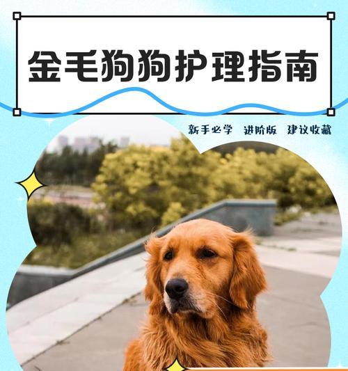 狗狗毛发质量如何判断?有哪些护理建议? 狗狗毛发质量如何判断?有哪些护理建议?