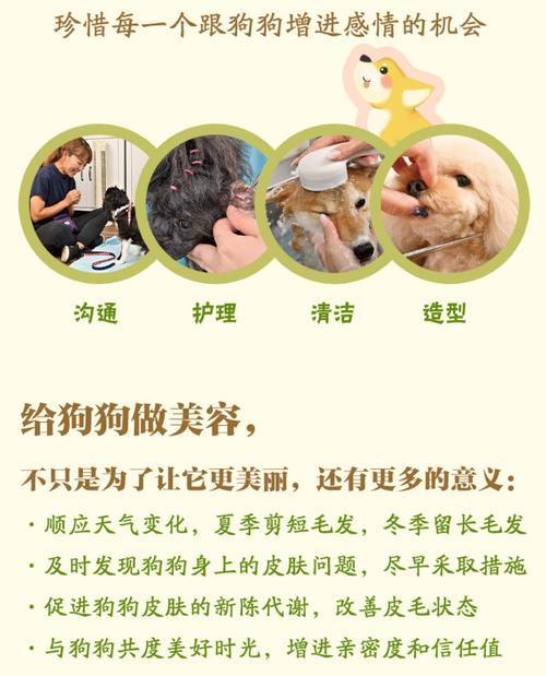 狗狗毛发质量如何判断?有哪些护理建议? 狗狗毛发质量如何判断?有哪些护理建议?