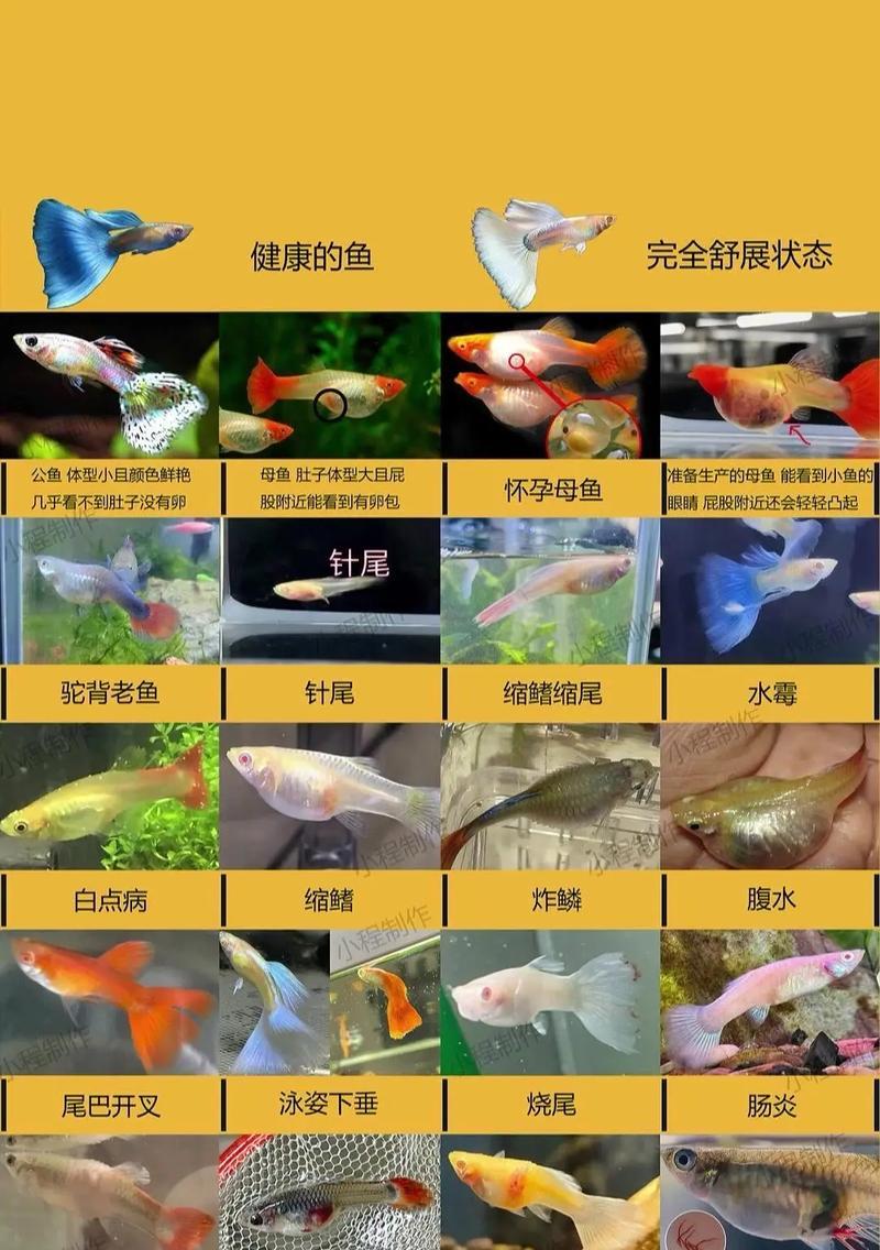 普通品种的母孔雀鱼怎么配对？如何成功地进行孔雀鱼的繁殖？